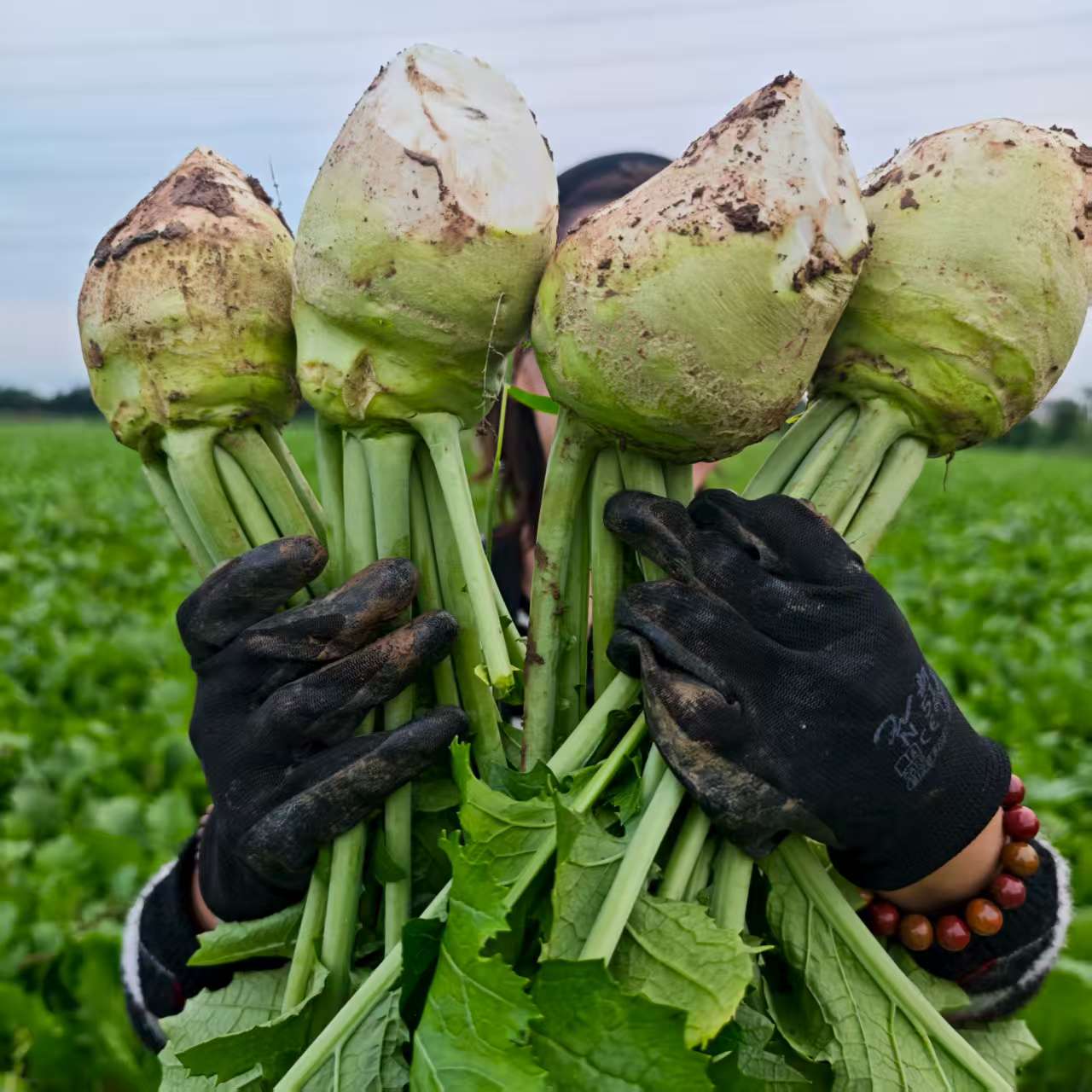 【9斤芥菜福利】大头菜芥菜疙瘩咸菜辣菜疙瘩苦菜辣菜疙瘩咸菜疙瘩