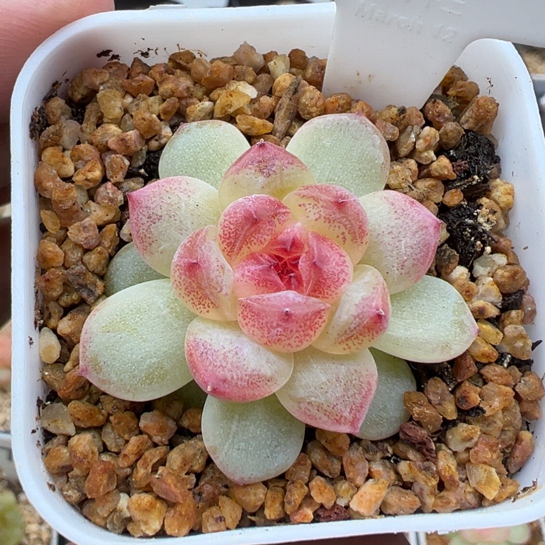 342号大宁绿透 晗雨