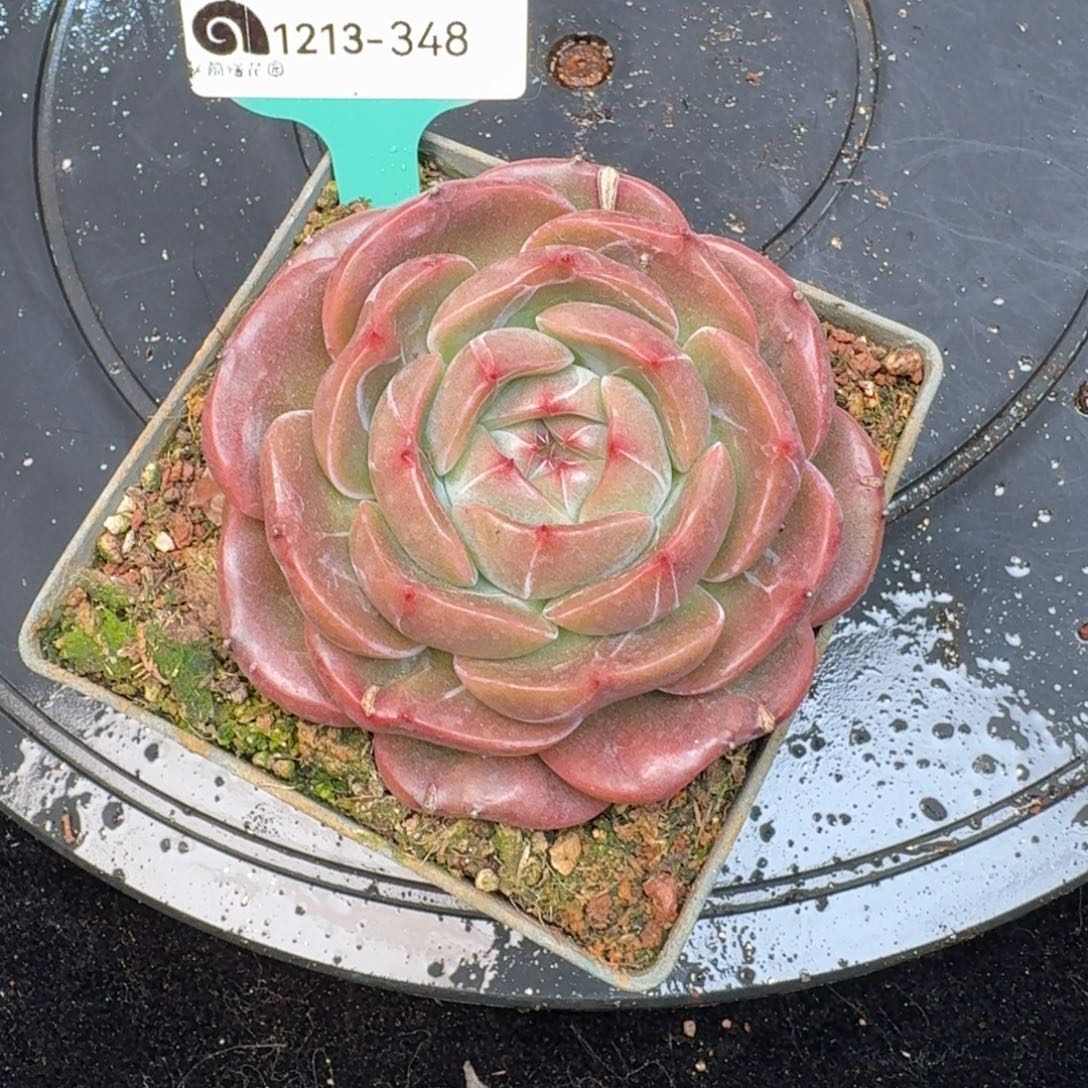 从前慢多肉精选编号1213. 348