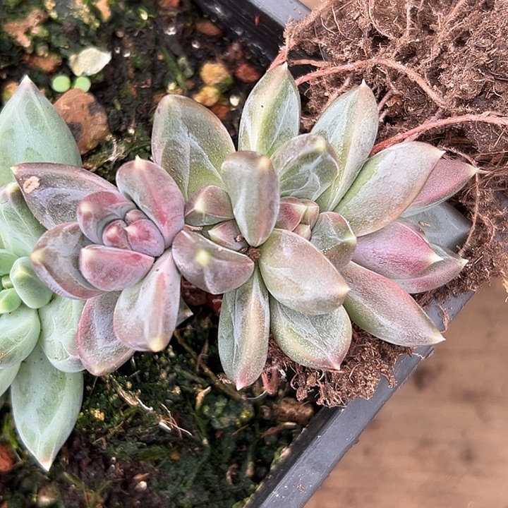 鱼****美人特价多肉一物