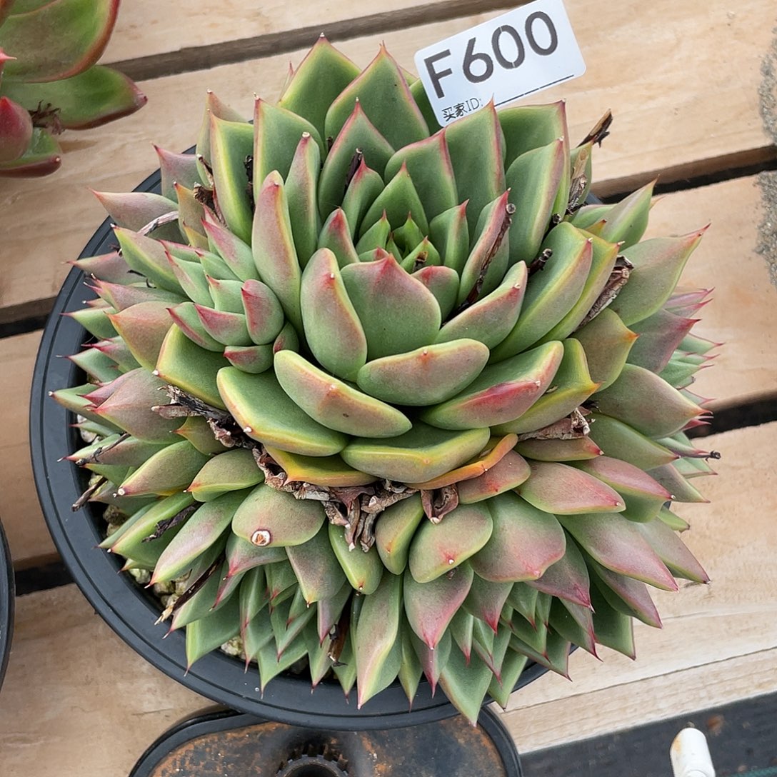 若如东云多肉单拍F600