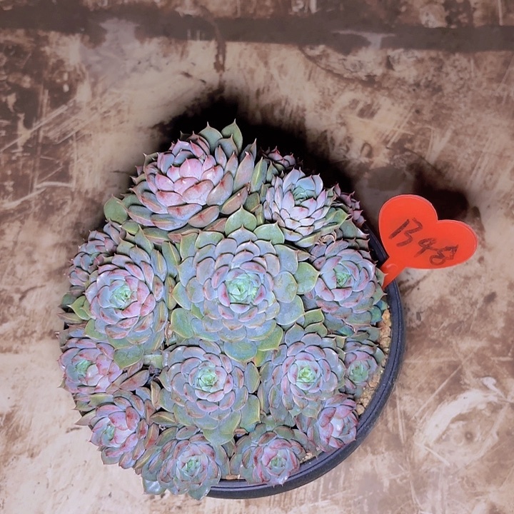 堂**乐玫瑰夫人一物一拍B48