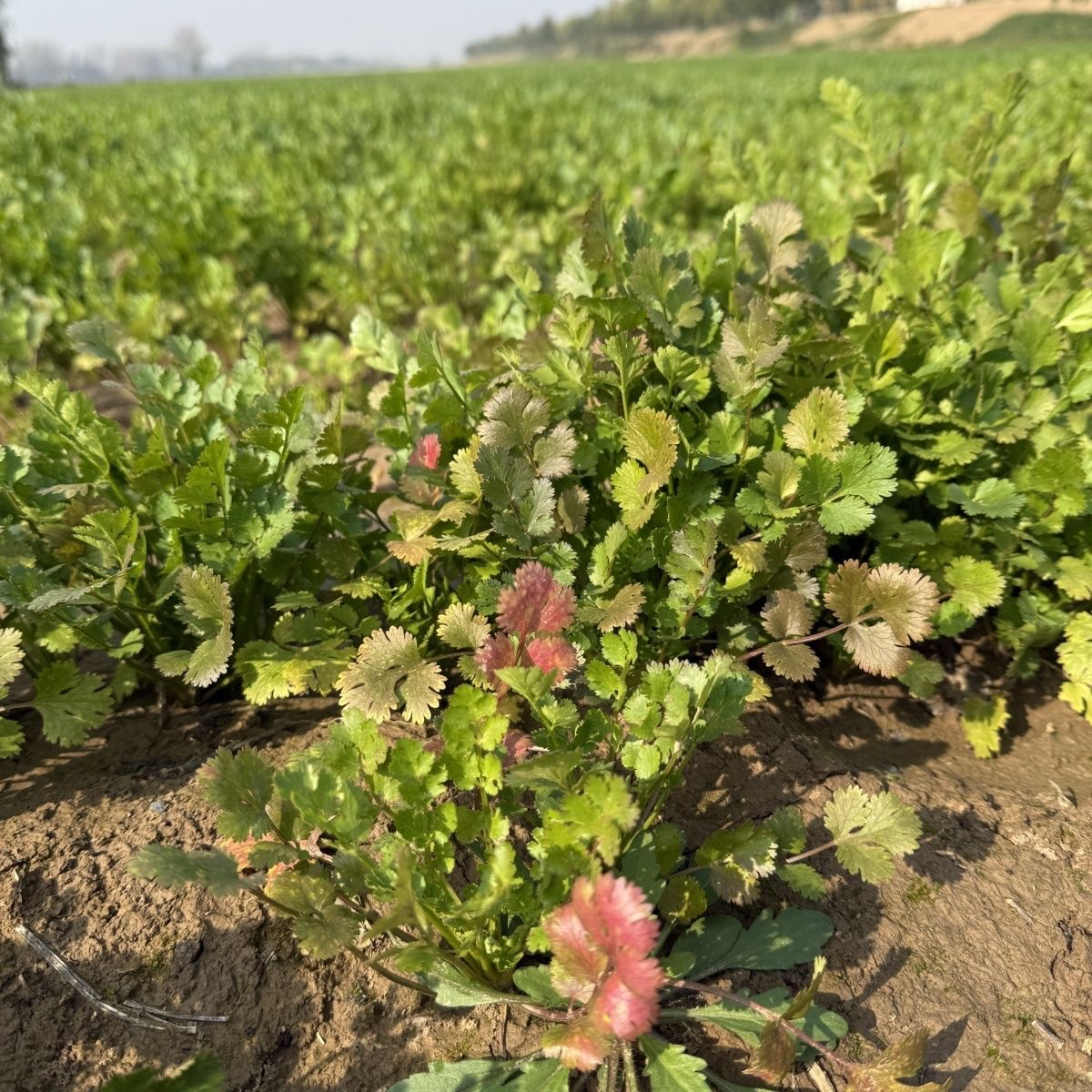 农家自种现挖香菜2斤3斤应季蔬菜