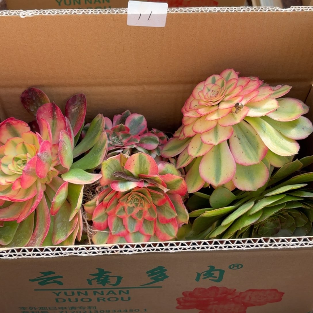 云南多肉植物组拍