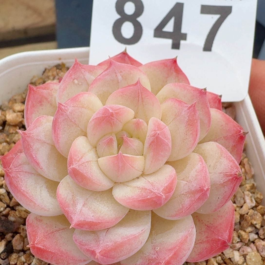 美心         精品多肉