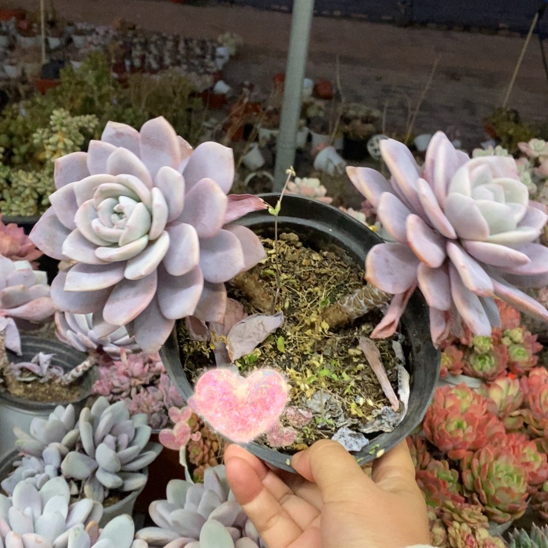 红茶双头起发老桩