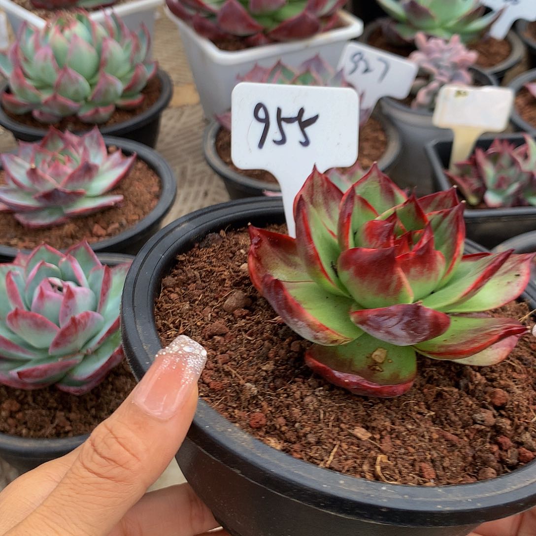 955号，多肉植物惊鸿仙子，尺寸，10