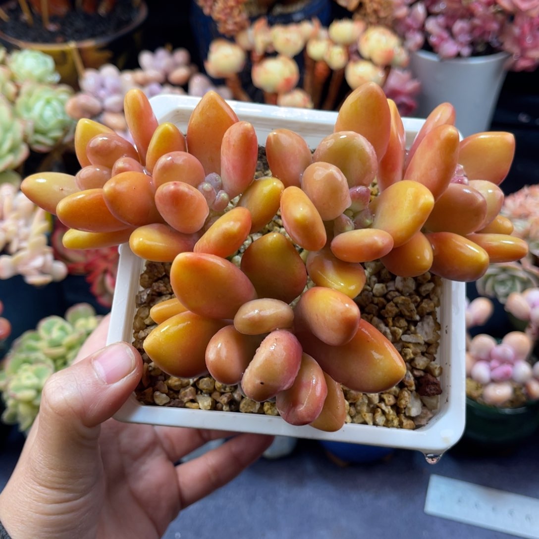 KK奶 十五公分左右