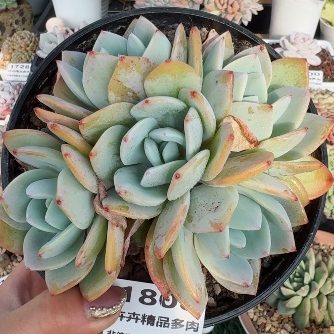 1808一物一拍（满28包邮）