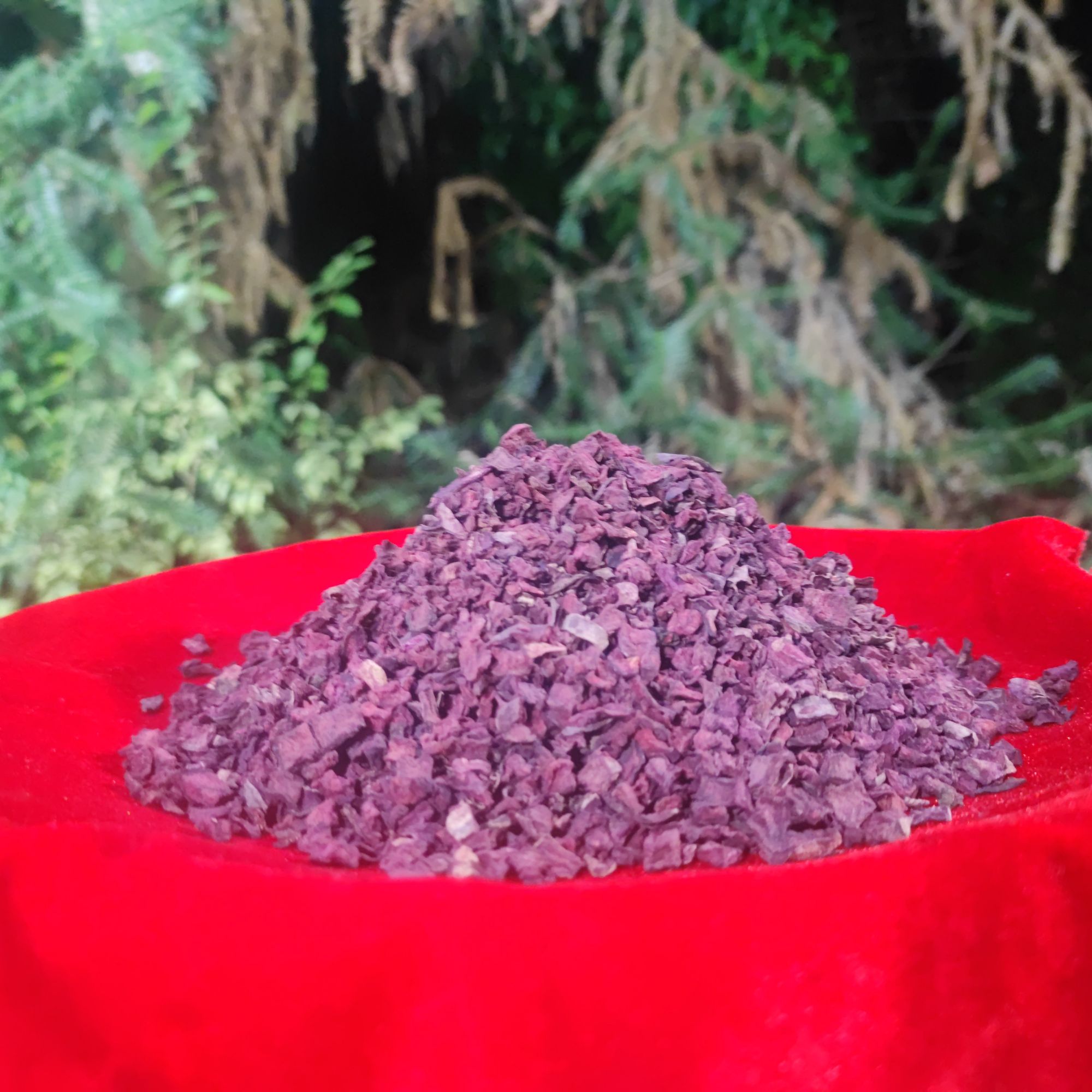2Y【藏-血-灵-参】净含量：500g-1500g【小英现收】