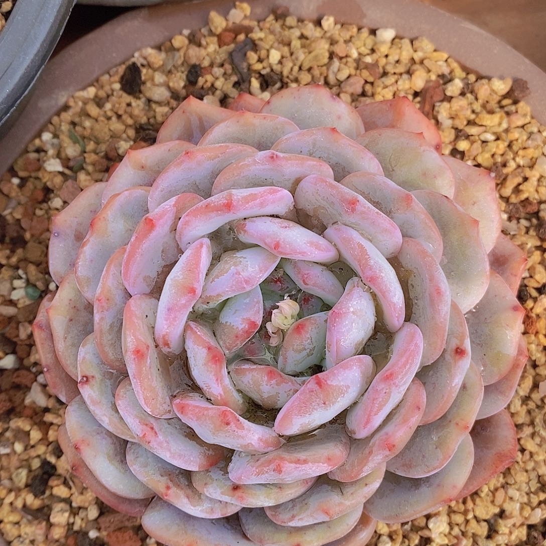 多肉植物原版粉橙
