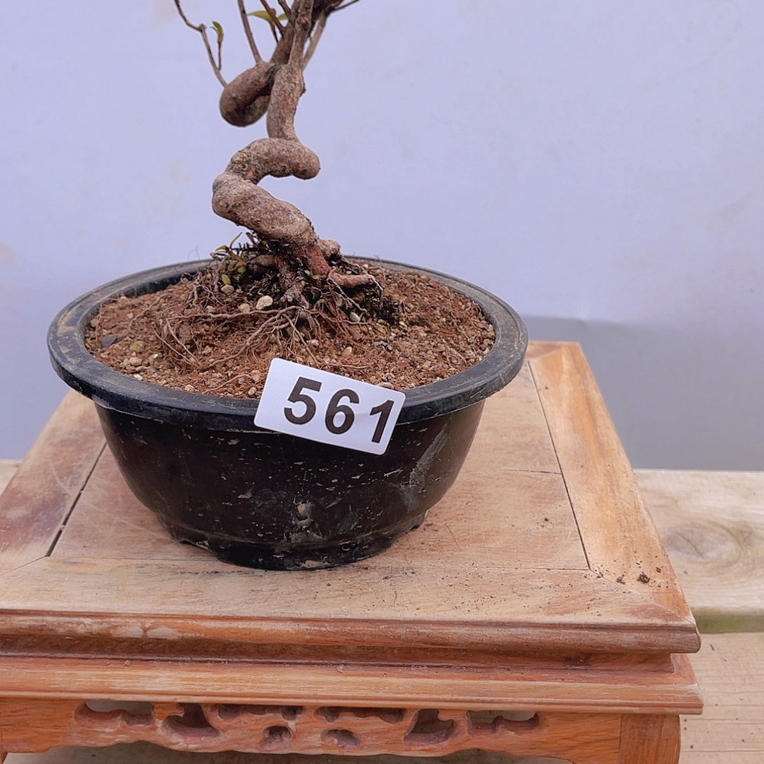 红陶直播时间一直一直