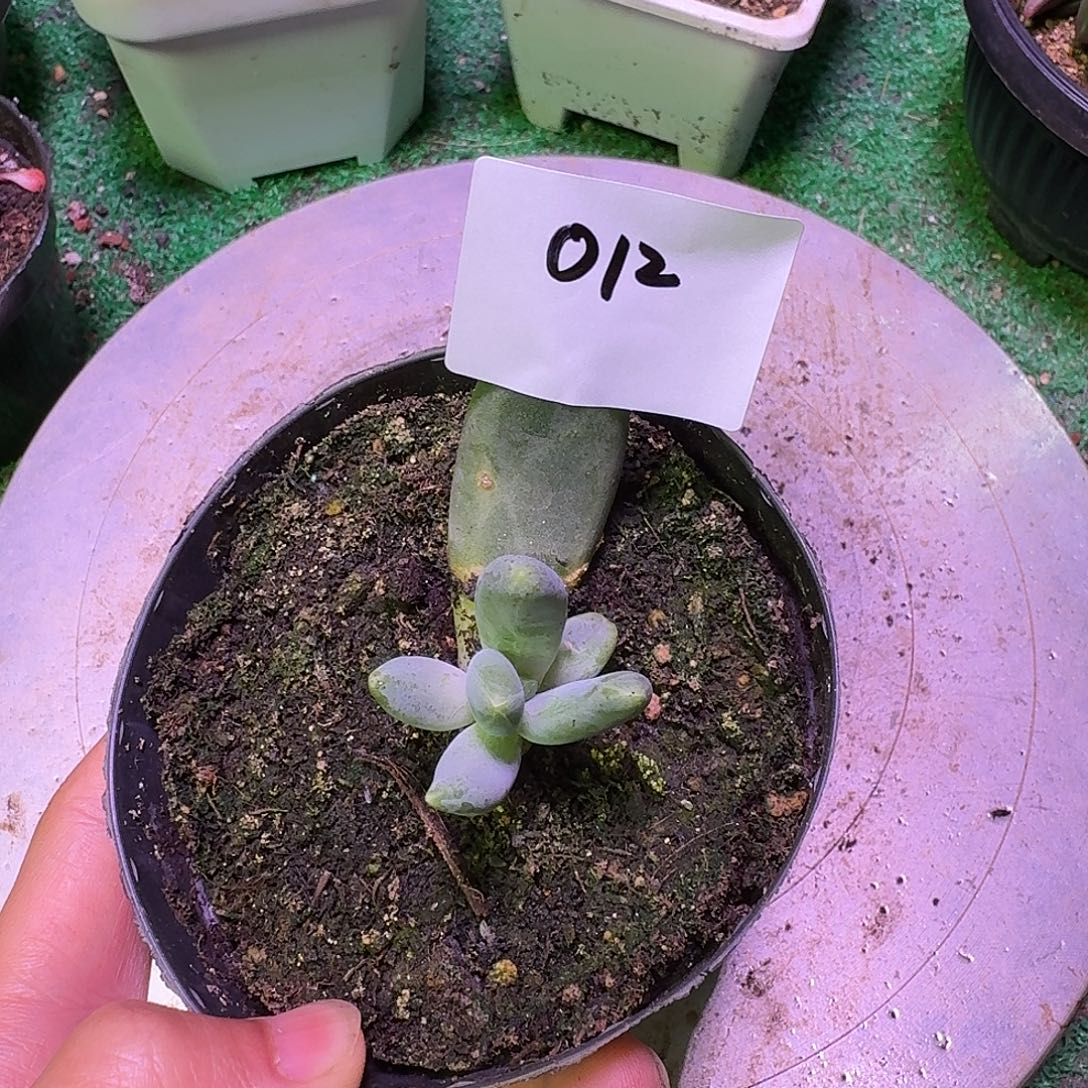 眼睛1234567891011