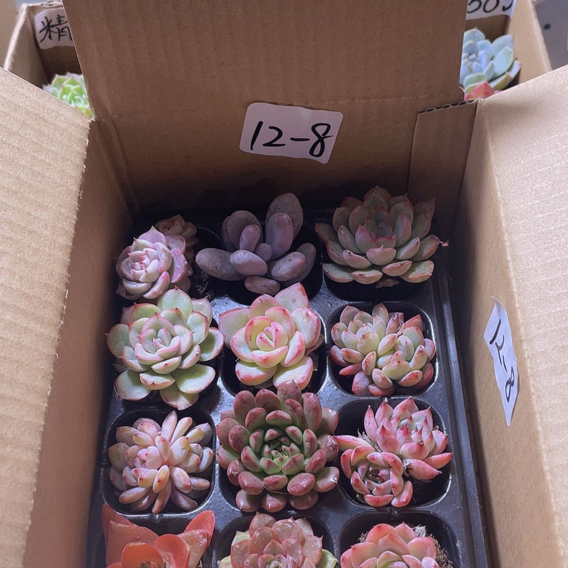 【闪购商品】12颗-8