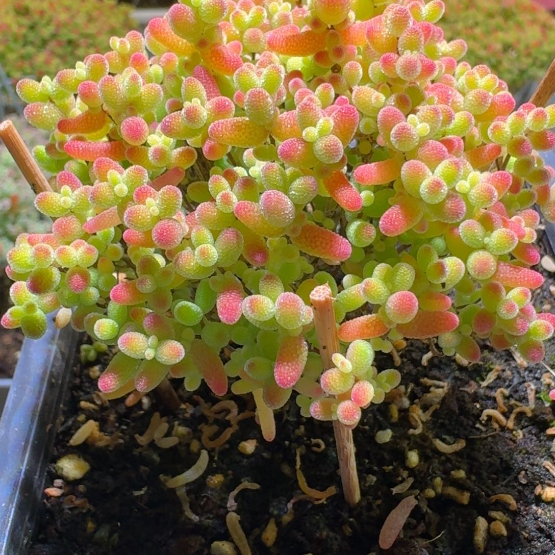 蜜橘糖球枝干番杏321