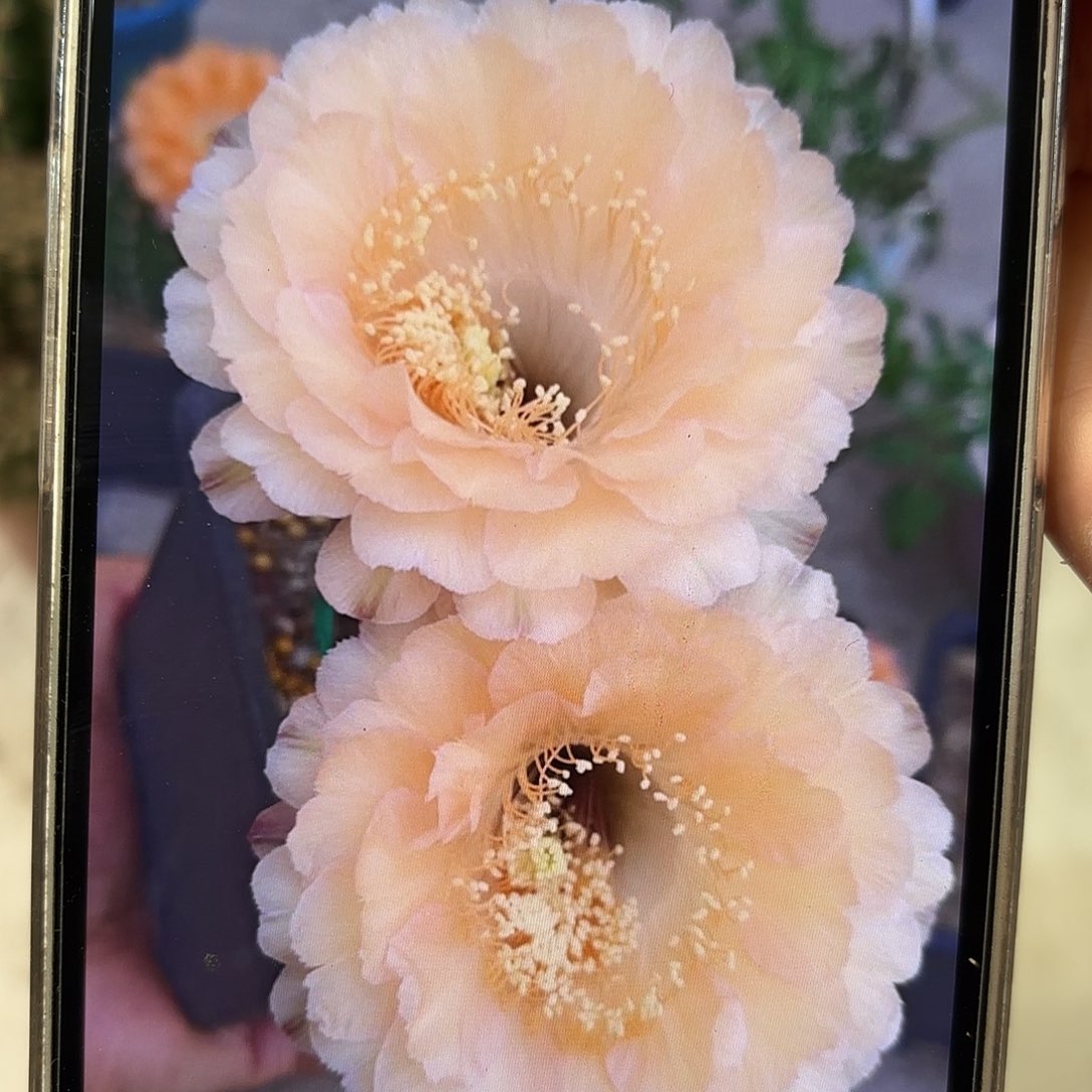 彩草香宾4公分侧牙