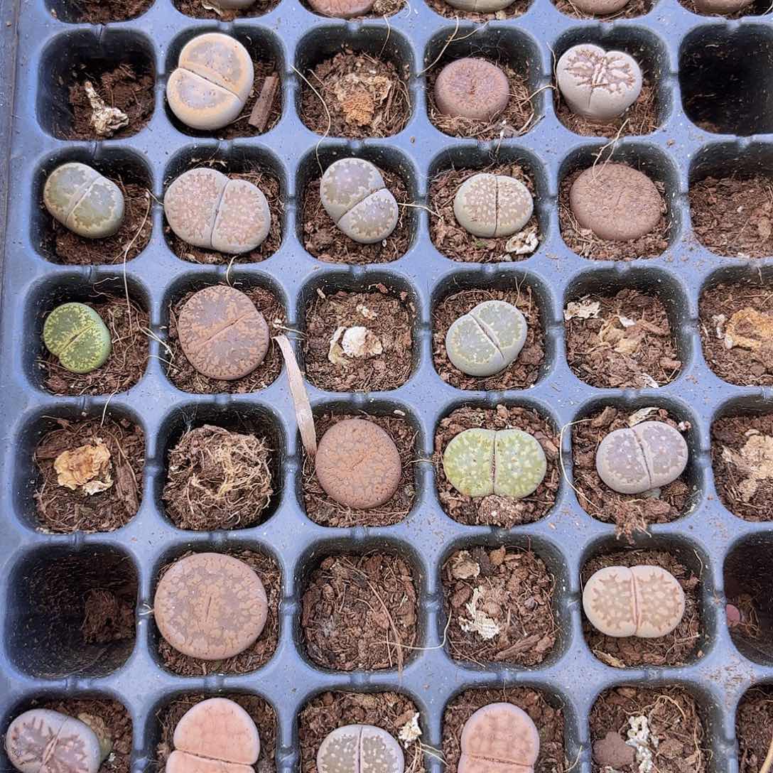 精品小穴苗生石花多肉植物