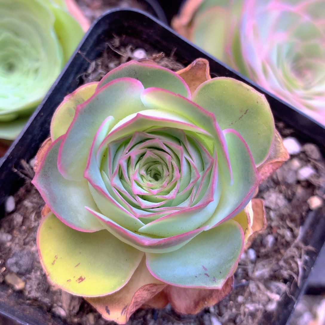 一物一拍青染011