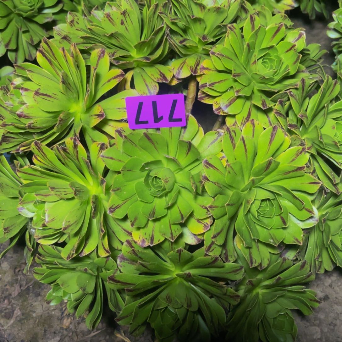 必火法师16/////43包邮