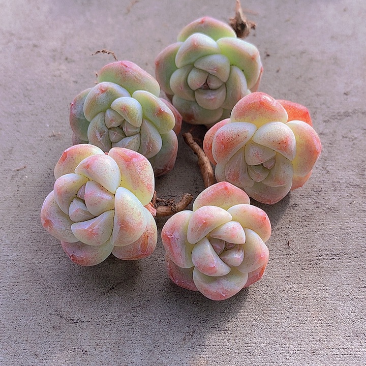 一物一拍，福利短圆肥单头冰玉5颗