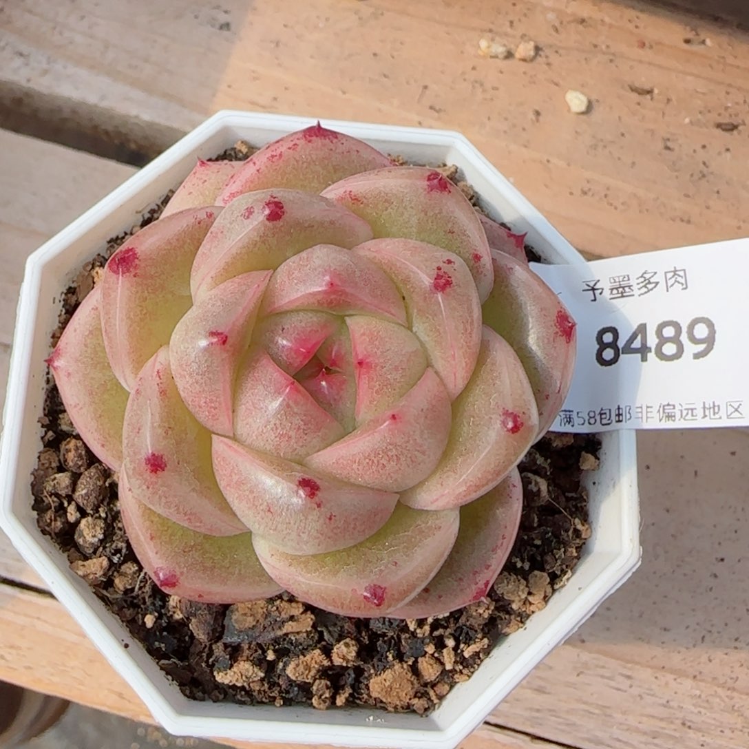 M100 多肉植物8489