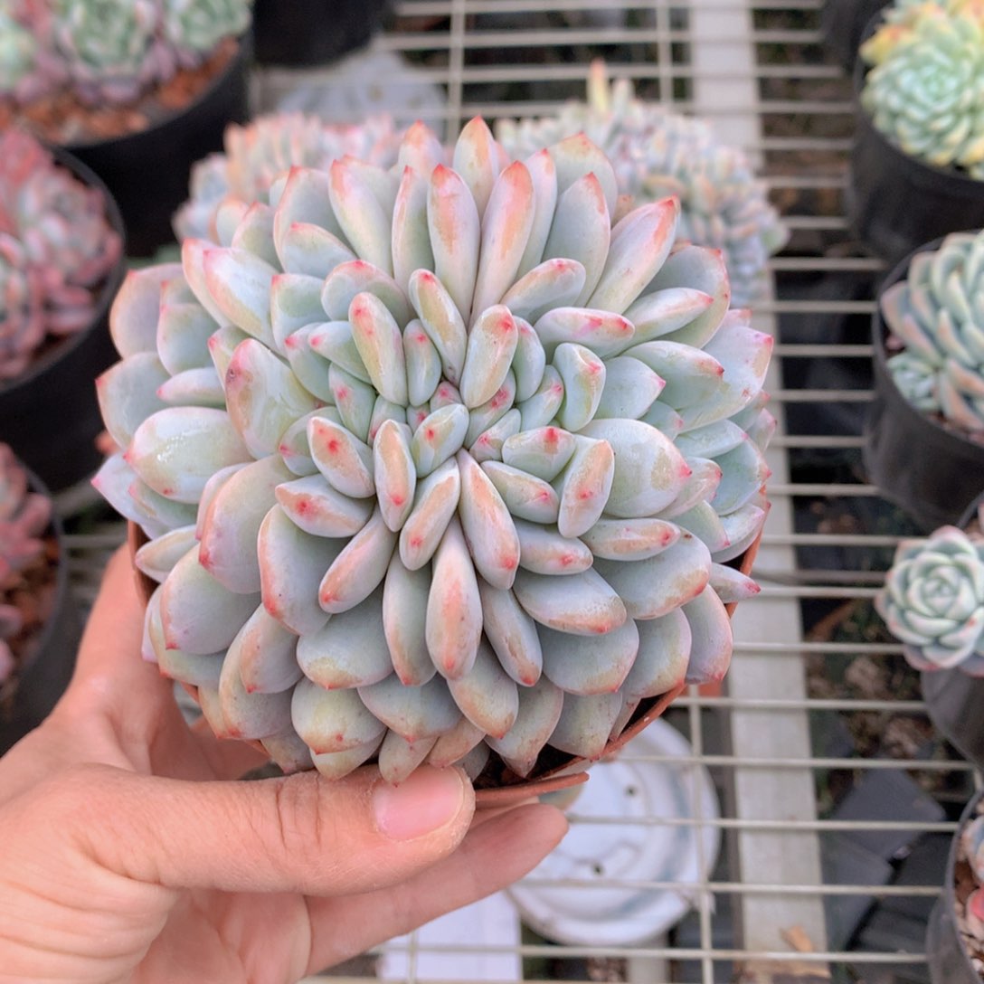 2449朵朵鲜花的玫瑰花瓣精华