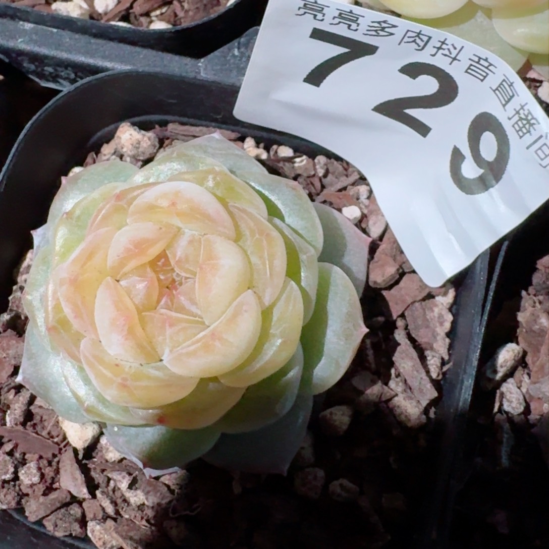 ?****嗷孤品         精品多肉