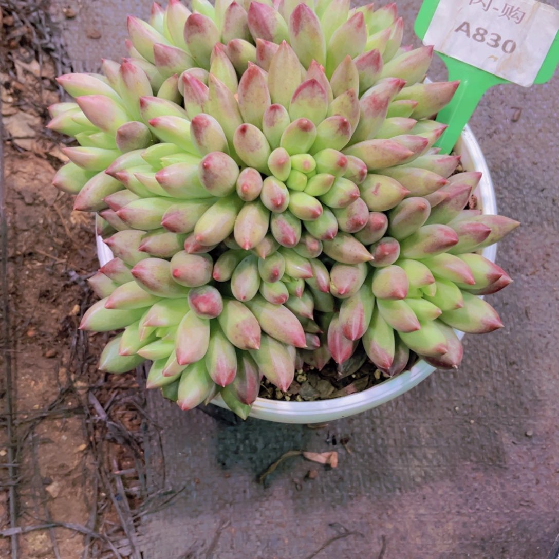 半***～岩字Ａ８３０一颗一物一拍