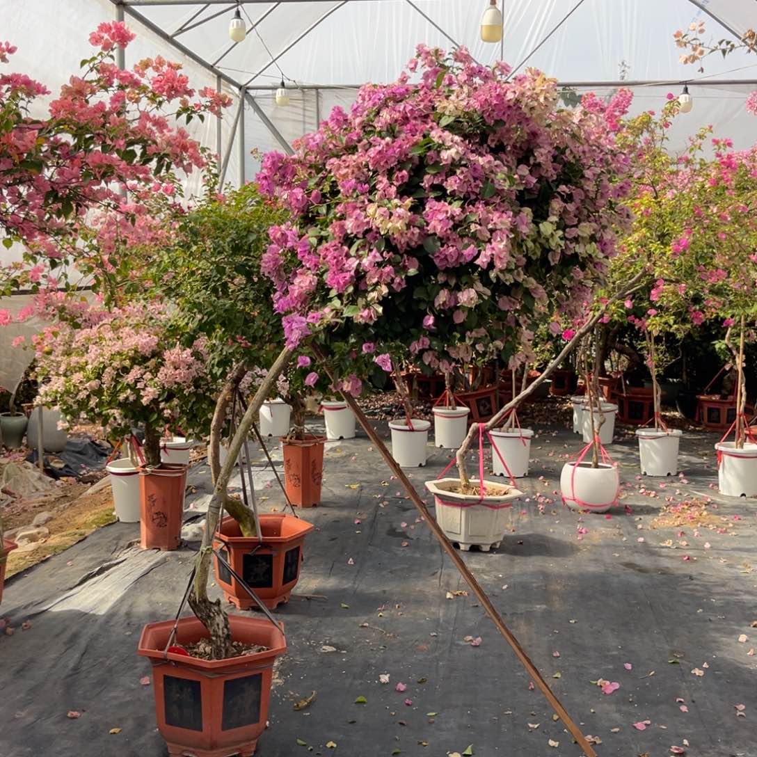 亿***亿全部花朵23578999