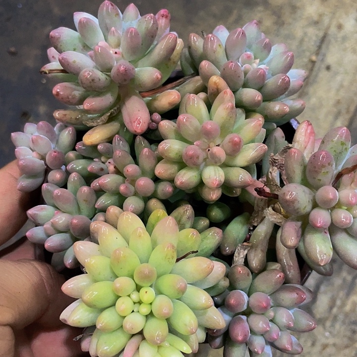 宝宝手指锦一物一拍