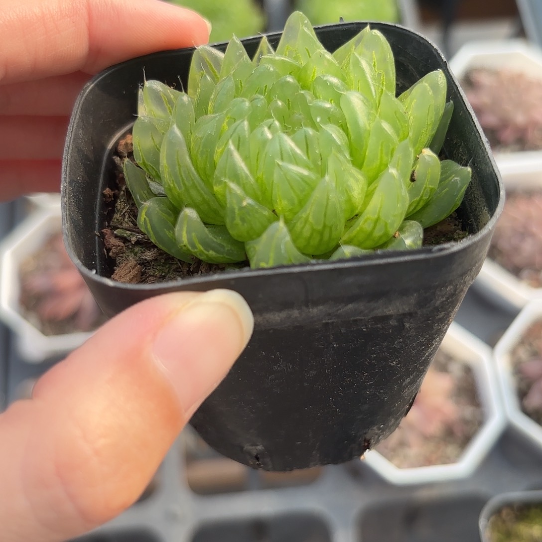 精品蝉翼玉露多肉植物