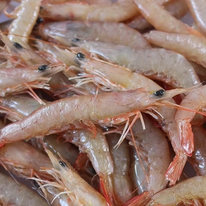 新鲜野捕青岛蛎虾 一份 斤