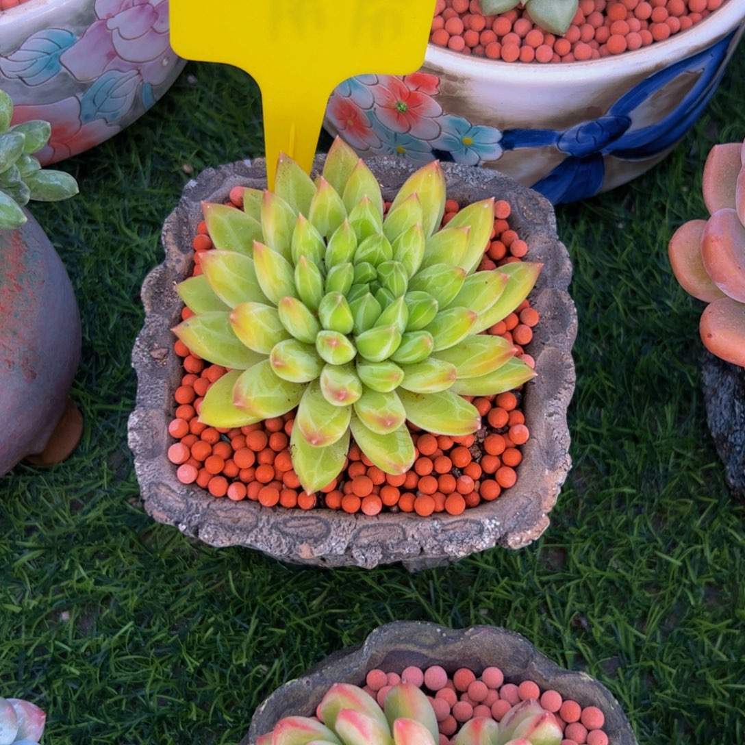 暧***)单头甲骨文多肉植物