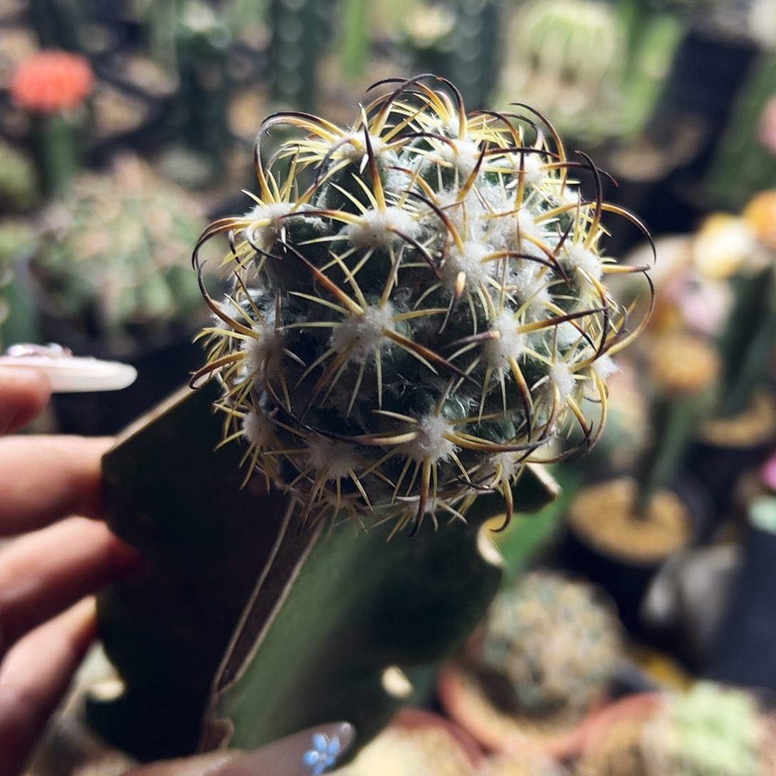 雪顶钢钉仙人球1111111111