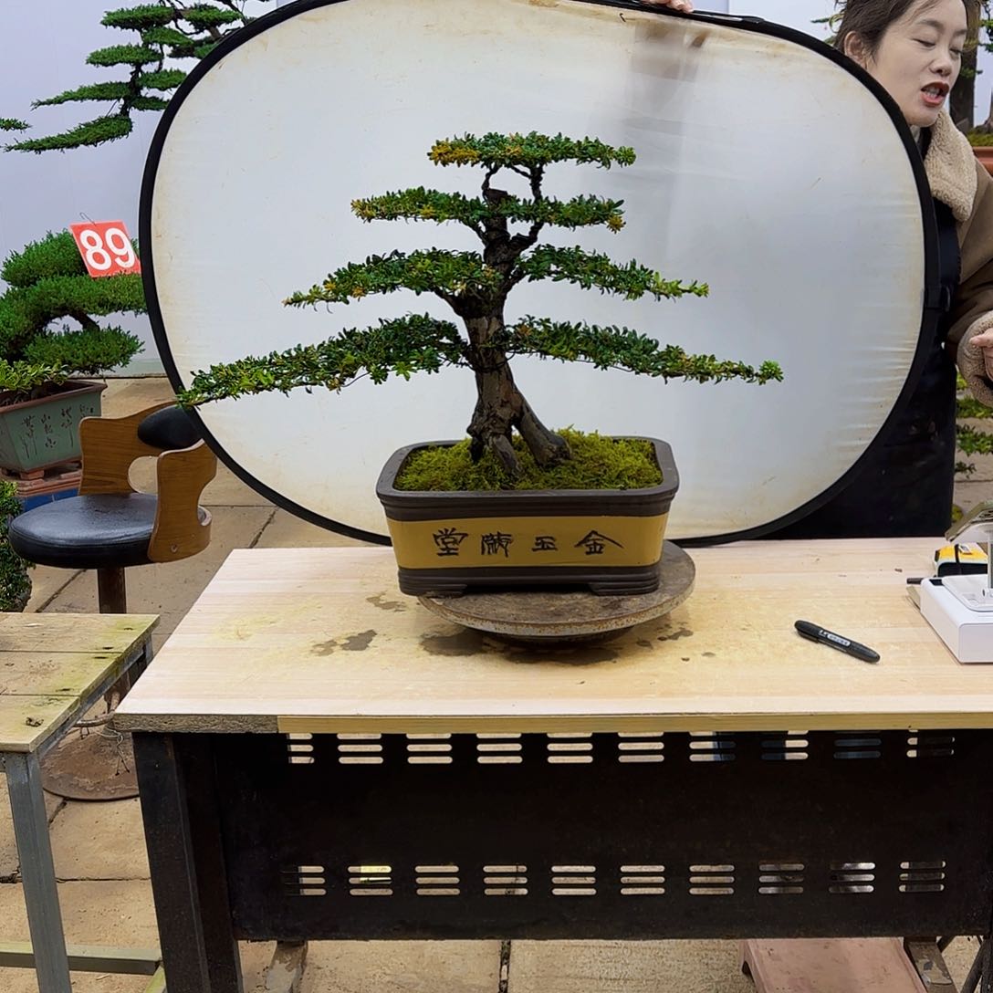 盆景直播间1️⃣物1️⃣拍