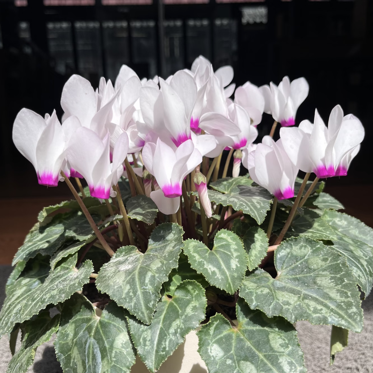 【粉荔枝】红喉白！仙客来好看好养四季开花耐寒稀有款