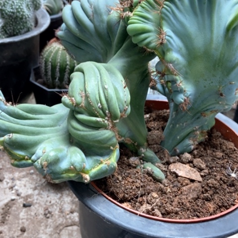 孔雀仙人球25米仙人球