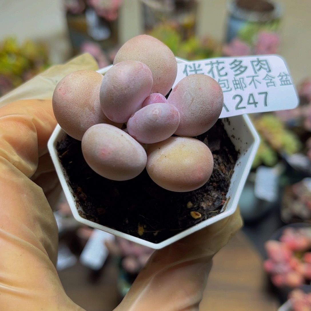 247蛋黄奶酪4厘米多肉