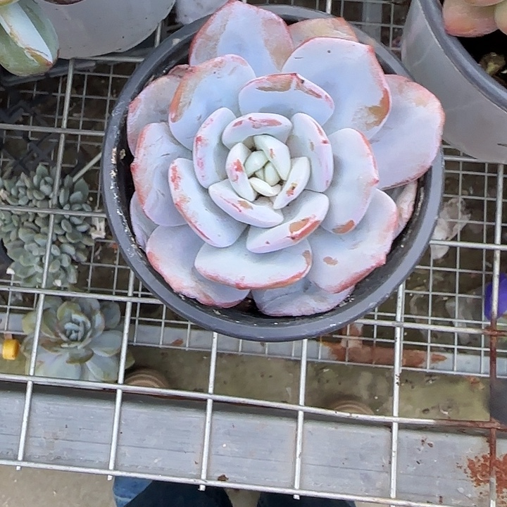 青蛙王子儿童牙膏套装11