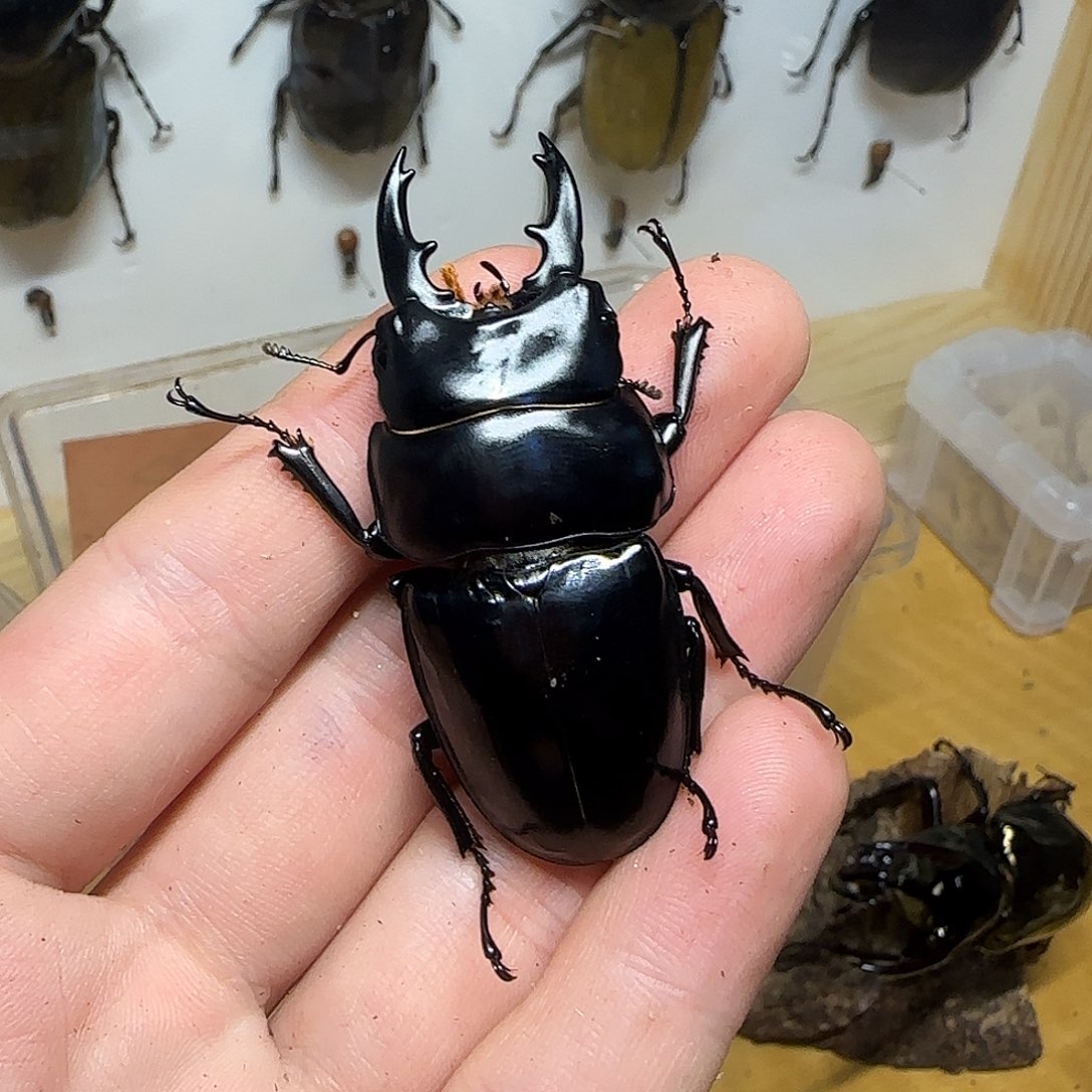 黑所罗门锹锯锹标本