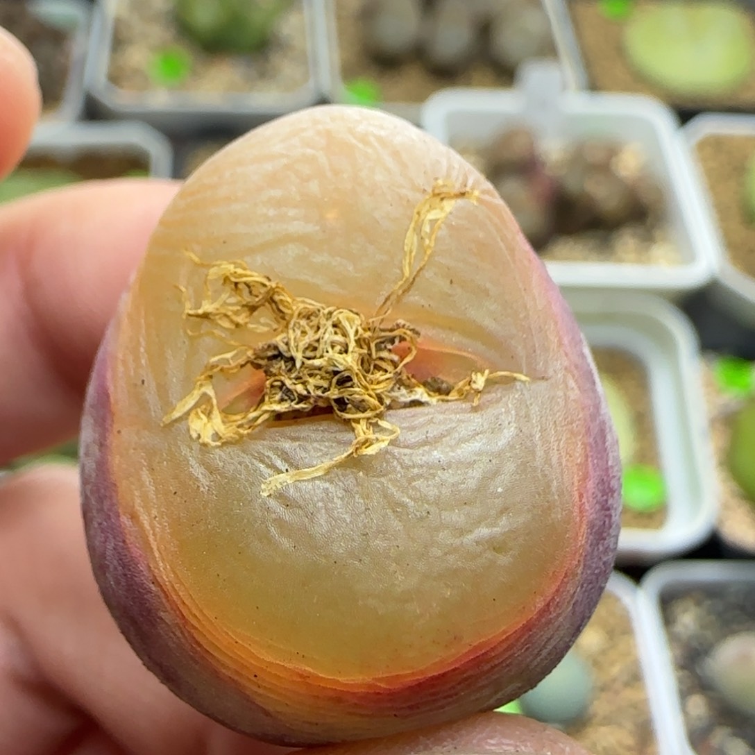 透窗漂亮多肉植物411