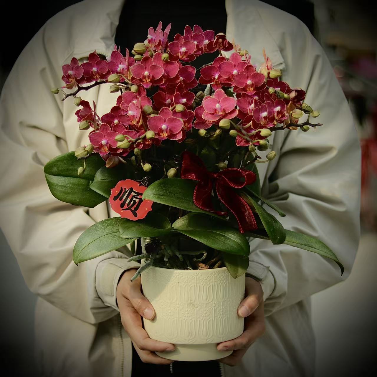 【好吉利】年花单株二花剑紫色系好养耐摆带花带花苞发出