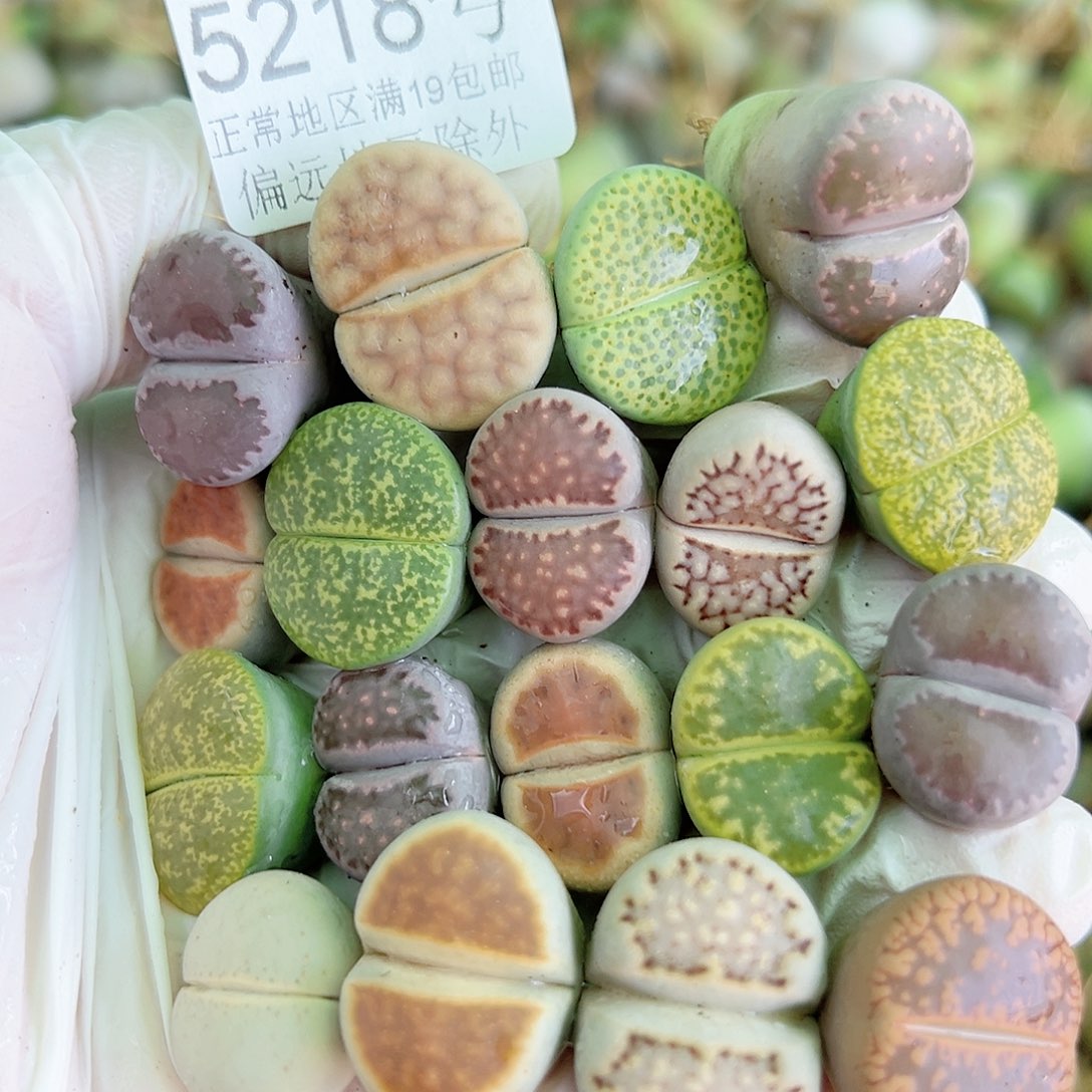 5218 好养易活生石花大母本18个