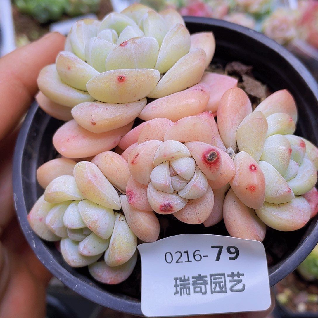 00000000000079量拍