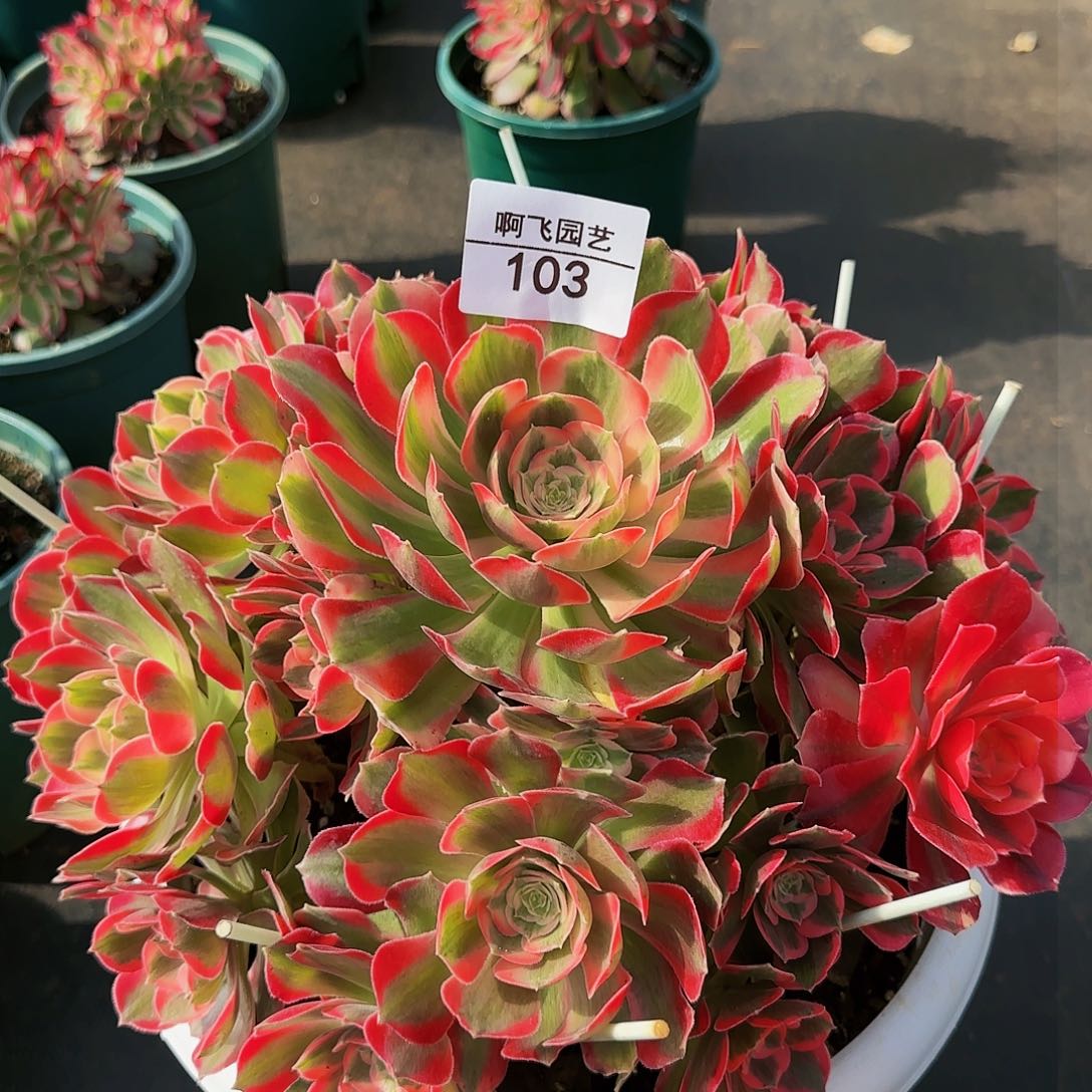 103多肉男神法师福利年后发