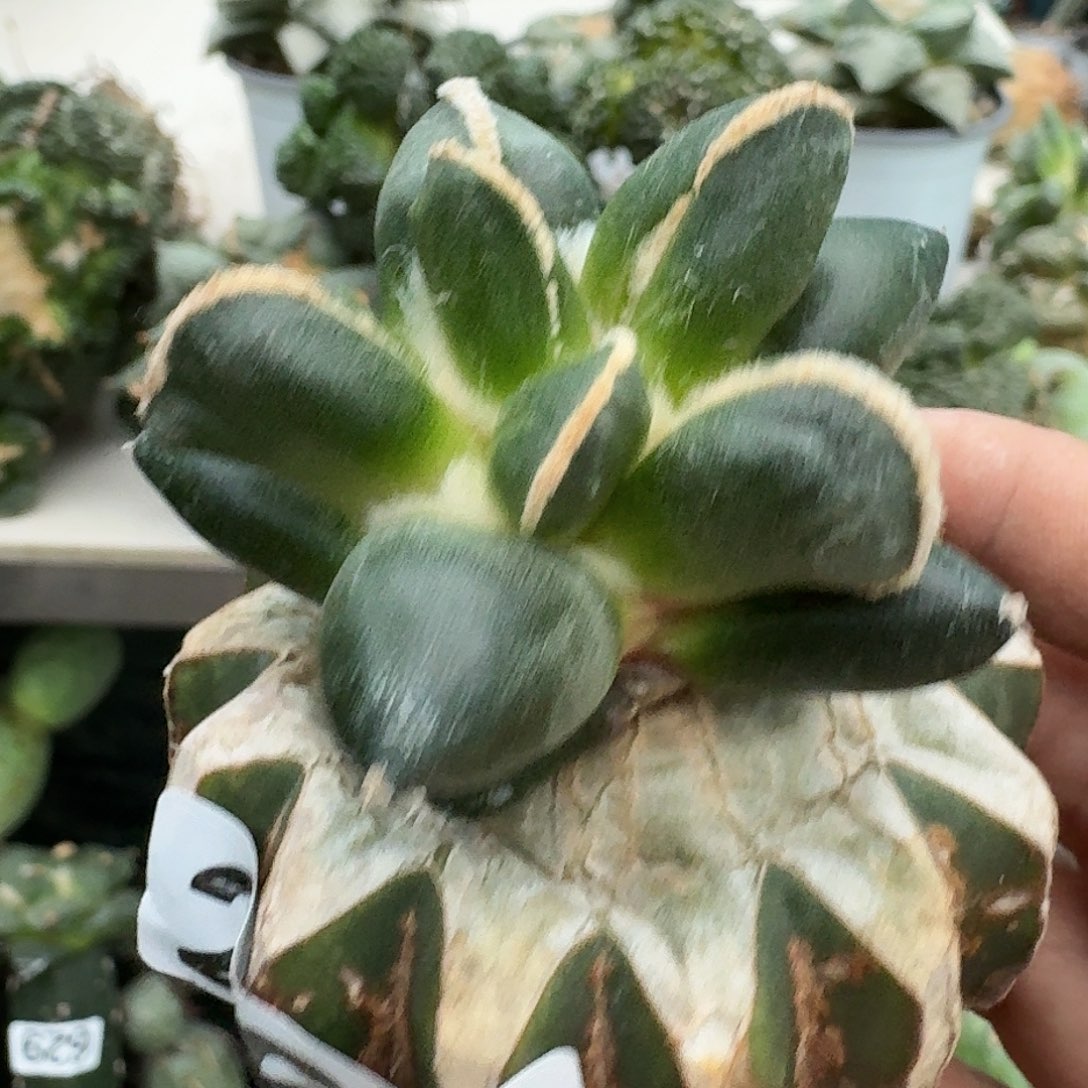 【闪购商品】无花朵丁*头拇指蛋尤262