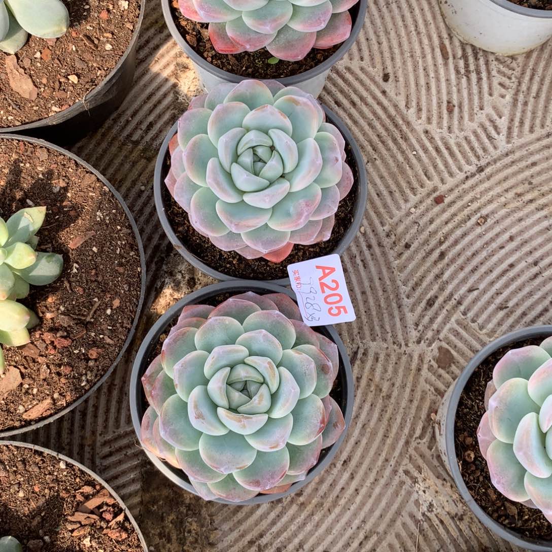 小***.单头冰玉多肉植物