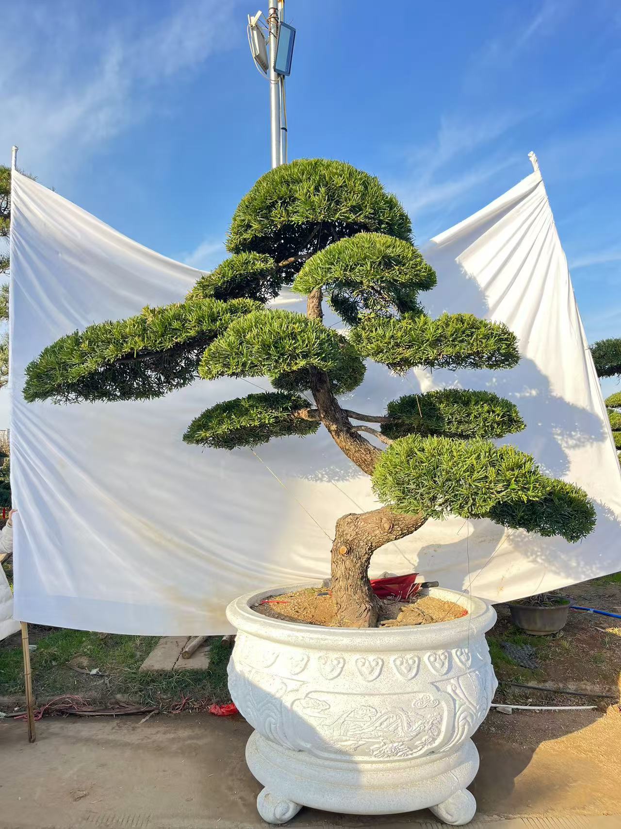 罗汉松精品造型树庭院别墅专用工程专用大小都有