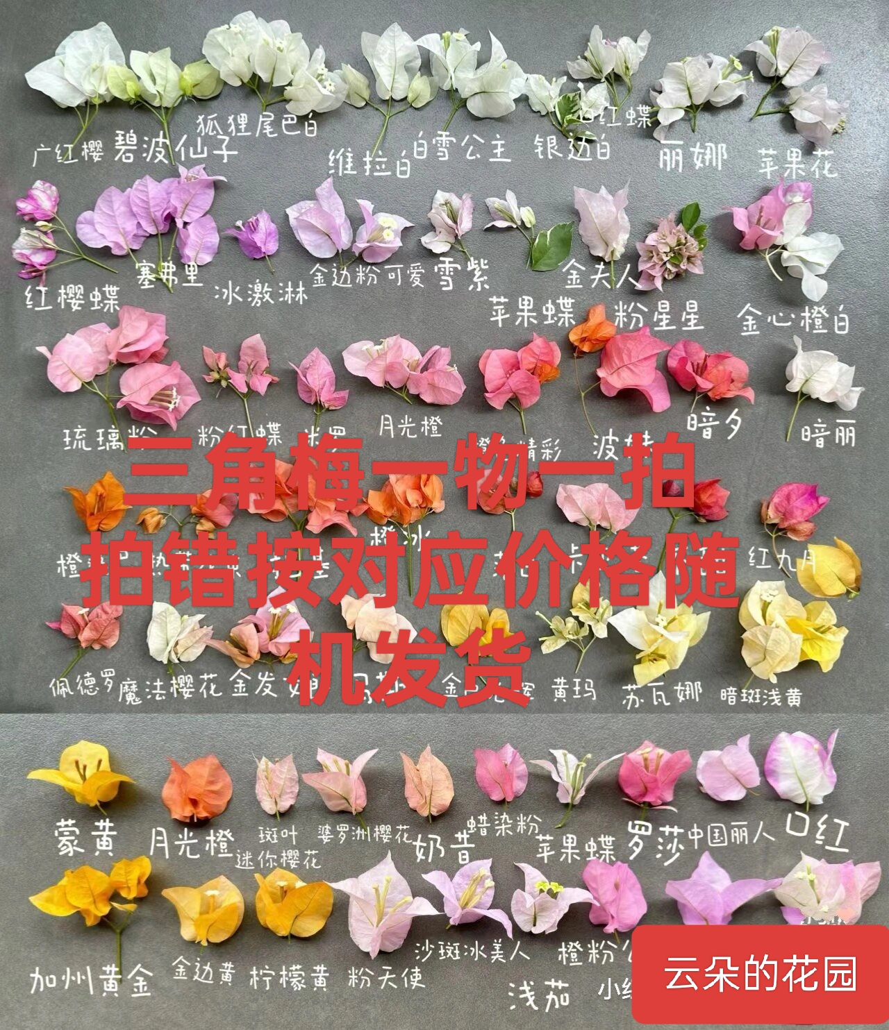 三角梅一物一拍链接