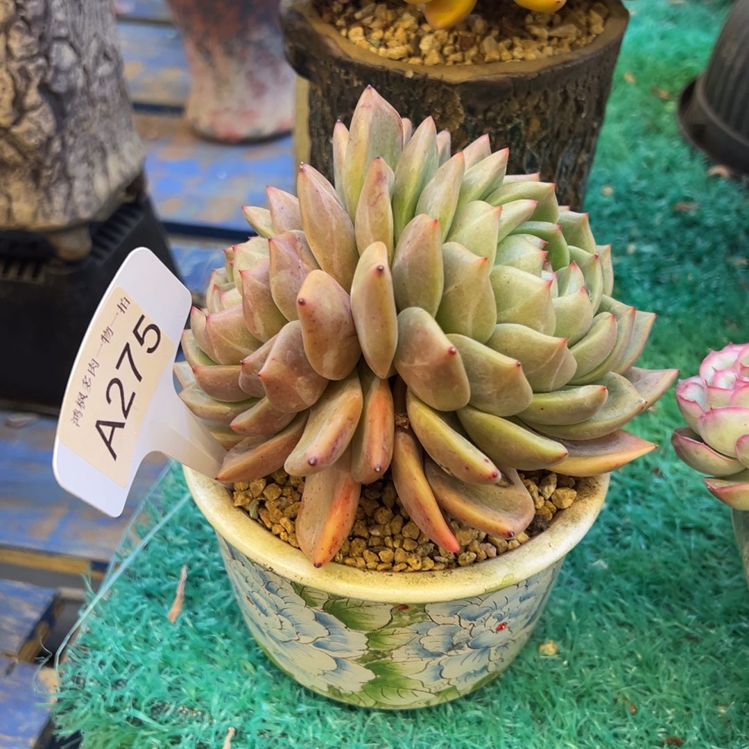 香槟，，，，，，，，，，，，，，，